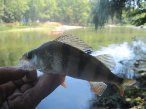 IMG_3353.JPG
