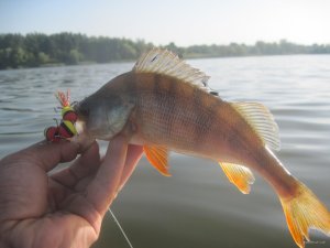 IMG_3427.JPG