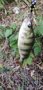 IMG_20200903_185150.jpg