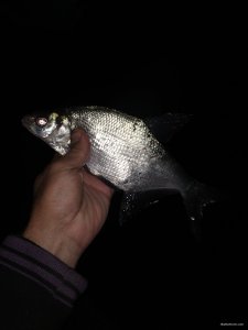 IMG_20200905_053739.jpg