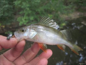 IMG_3454.JPG