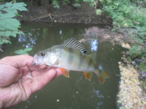 IMG_3459.JPG
