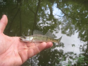 IMG_3466.JPG