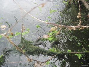 IMG_3483.JPG