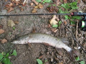 IMG_3486.JPG