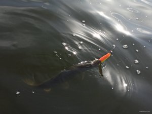 IMG_20200906_090501.jpg