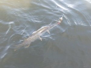 IMG_20200906_082335.jpg