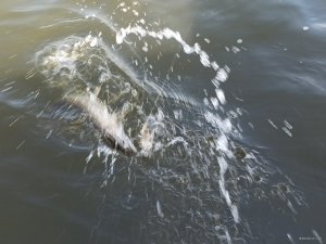 IMG_20200906_082332.jpg