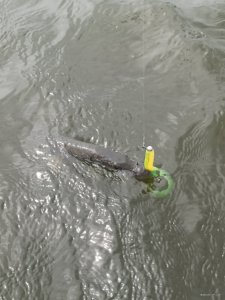 IMG_20200906_124630.jpg