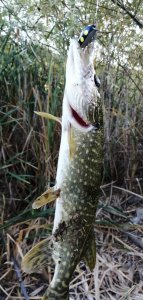 IMG_20200908_181510.jpg