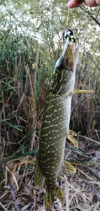 IMG_20200908_181513.jpg