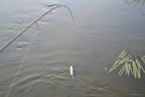 DSC_0063.jpg