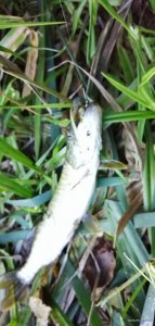 IMG_20200910_074437.jpg