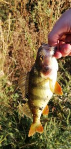 IMG_20200910_181549.jpg