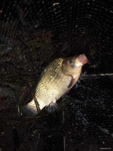 IMG_20200829_204700745.jpg