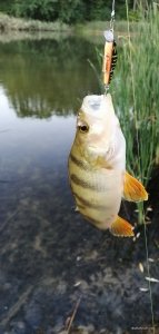 IMG_20200915_062155.jpg