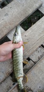 IMG_20200916_061231.jpg