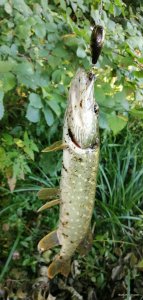 IMG_20200916_100432.jpg