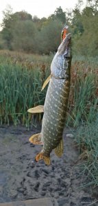IMG_20200917_065427.jpg
