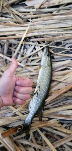 IMG_20200917_073545.jpg
