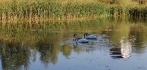 IMG_20200917_093845.jpg