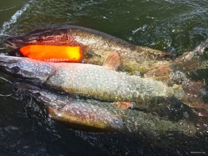 IMG_20200910_084038.jpg