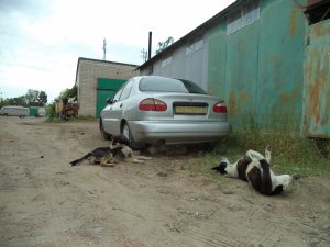 Гаражная свора.JPG