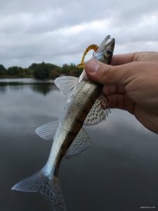 IMG_20200919_061448.jpg