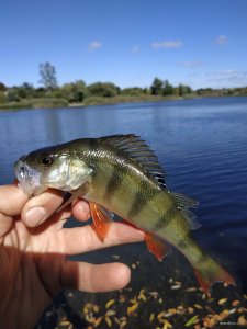 IMG_20200919_132446.jpg