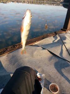 IMG_20200920_072454.jpg
