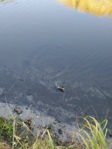 IMG_20200920_084533.jpg