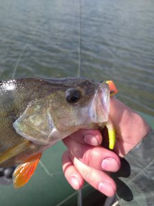 IMG_20200920_121632.jpg