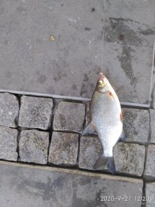IMG_20200921_122100.jpg