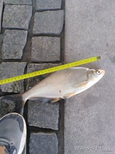 IMG_20200921_112509.jpg