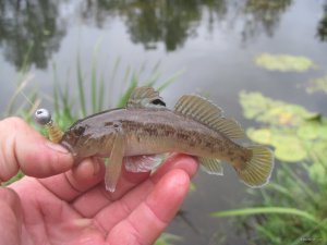 IMG_3570.JPG