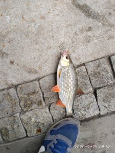 IMG_20200925_085826.jpg