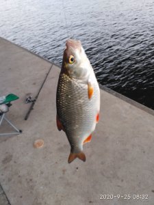 IMG_20200925_083239.jpg
