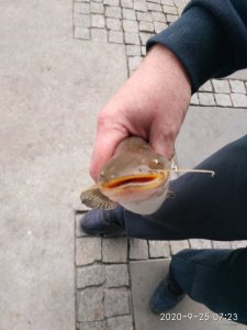 IMG_20200925_072307.jpg