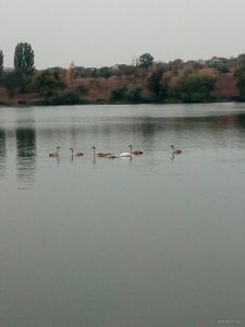 IMG_20201002_065348.jpg