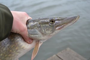 DSC_0276.jpg