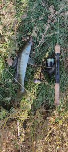 IMG_20201004_082734.jpg