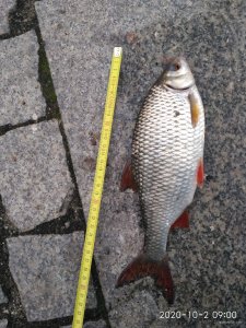 IMG_20201002_090056.jpg
