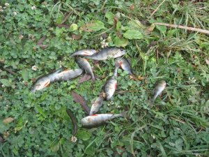 IMG_3646.JPG