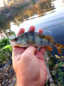 20201005_190153.jpg