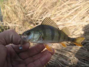 IMG_3659.JPG