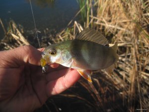 IMG_3661.JPG