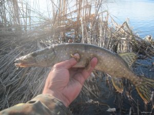 IMG_3665.JPG