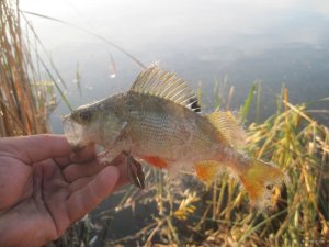 IMG_3668.JPG