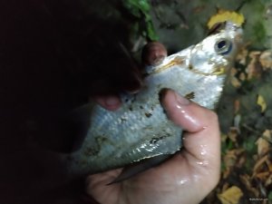 IMG_20201004_055615.jpg