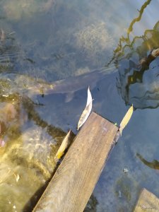 IMG_20201004_103631.jpg